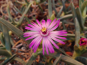 preview Ruschia (c.f.) lineolata (Haw.) Schwantes